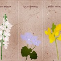 wildflowers by Angela Fernihough