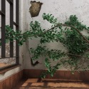 Untitled by Christiane Mascaro Pioli