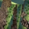 forest path