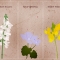 wildflowers