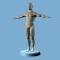 Male Anatomy