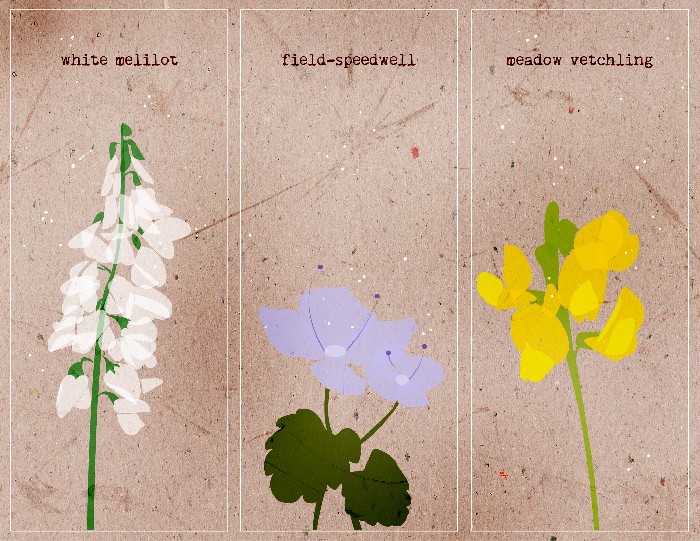 Wildflowers - 
