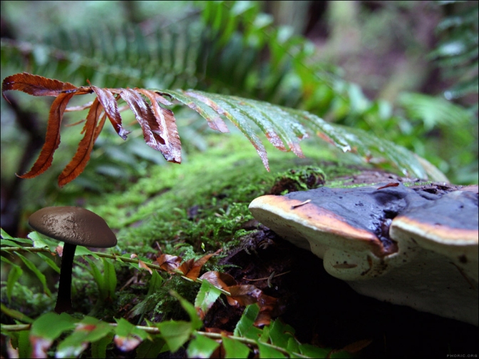 Mushroom - 