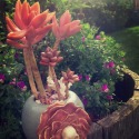 Skull Pot by Lee  Musser