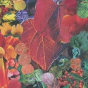 Red Leaf Dance by A Arden