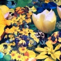 Sunshine Blossom by A Arden