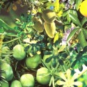 Green Fruit by A Arden