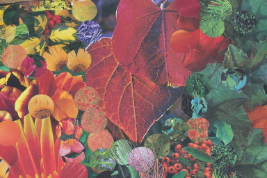 Red Leaf Dance - 