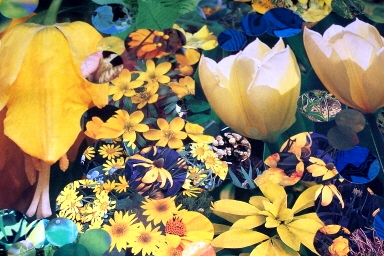 Sunshine Blossom - 