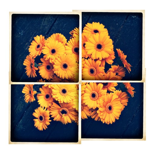 Gerberas - 