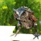 Metal owl sculpture - metal artwork