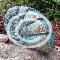 Verdigris shell
