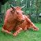 Bull