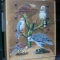 European Birds of Prey Trompel