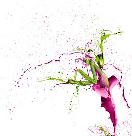 spraying mantis by Shaun Preece