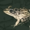 rana