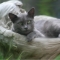 Lounger