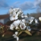 White Blossom