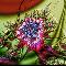 Bloody orchid