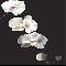 orchids on black