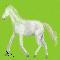 white horse
