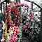 Festival Flowers : China 2004