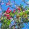 Cherry Tree