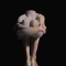 Chicken Leg