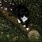 My Cat