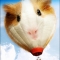 Balloon Pig