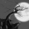 Roots