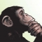 thinky the chimp