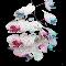 Orchid Dream
