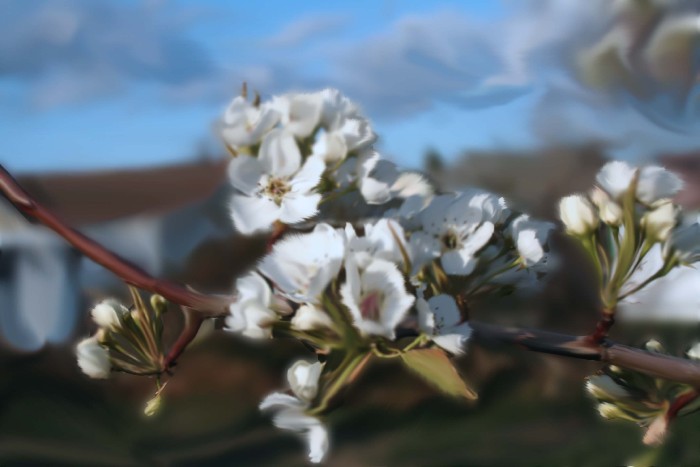 White Blossom - 