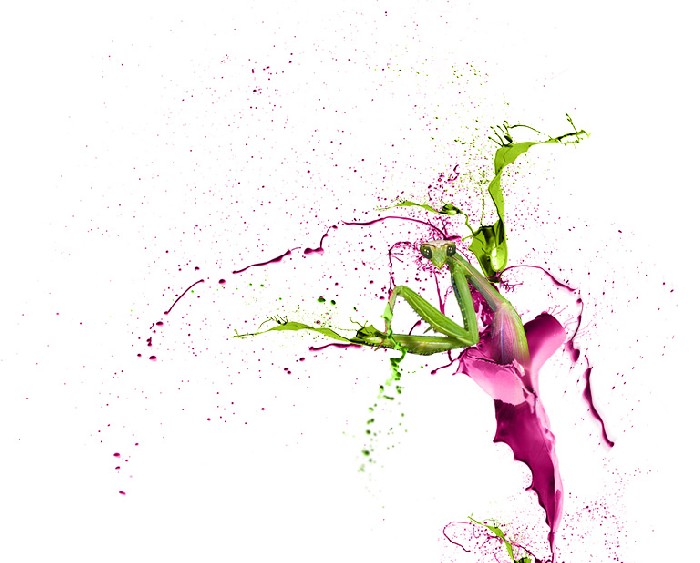 Spraying Mantis - 