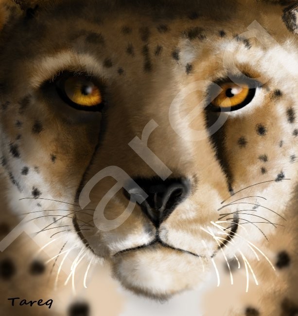 Cheetah - 