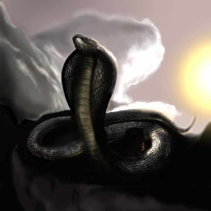 Cobra - 