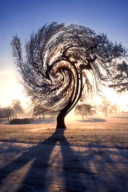 Inspiral Tree - 