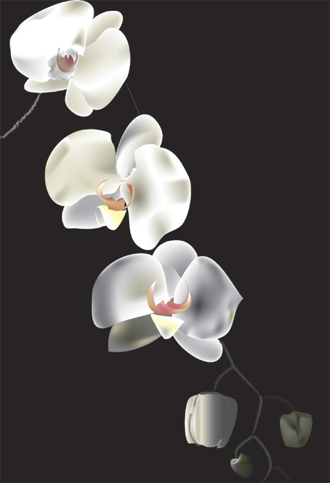 Orchids On Black - 