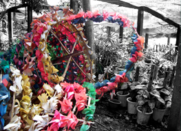 Festival Flowers : China 2004 - 