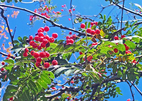 Cherry Tree - 