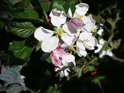 Apple Blossom - 
