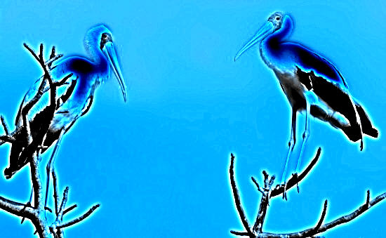 Yellow-billed Negative - 