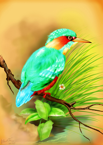 Kingfisher - 