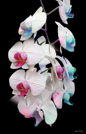 Orchid Dream - 
