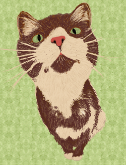 Kitty - 