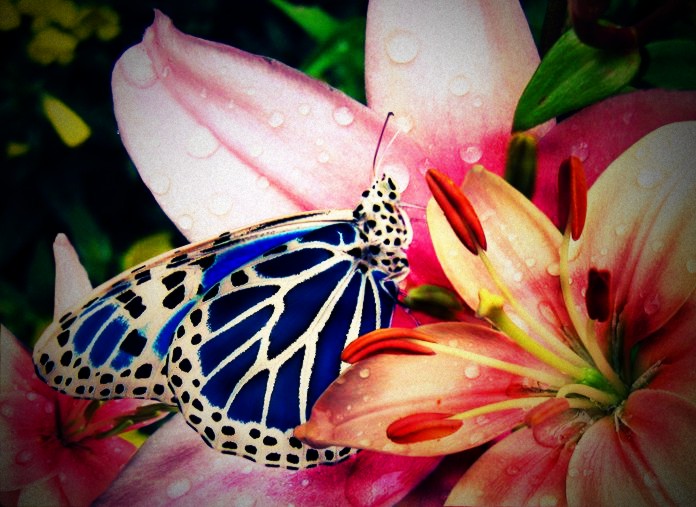 Natural Manipulations - 