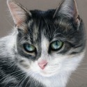 Tabby Cat by Danguole Serstinskaja