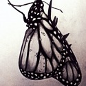 Butterfly Sketch by Nancy Caffrey