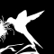 Hummingbird 2